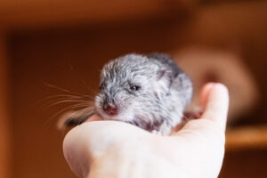 6 Facts About Baby Chinchillas Picture