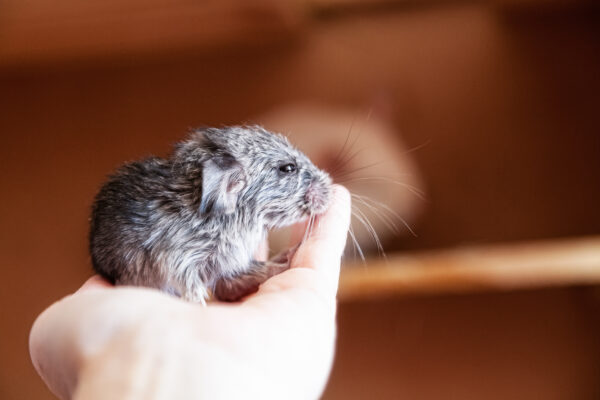 Newborn chinchilla is sitting on the palm of your hand