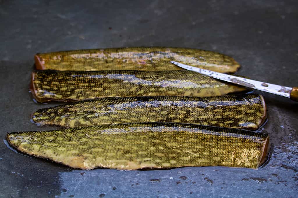 Closeup of the skin on a northern pike with a knife blade to the side.