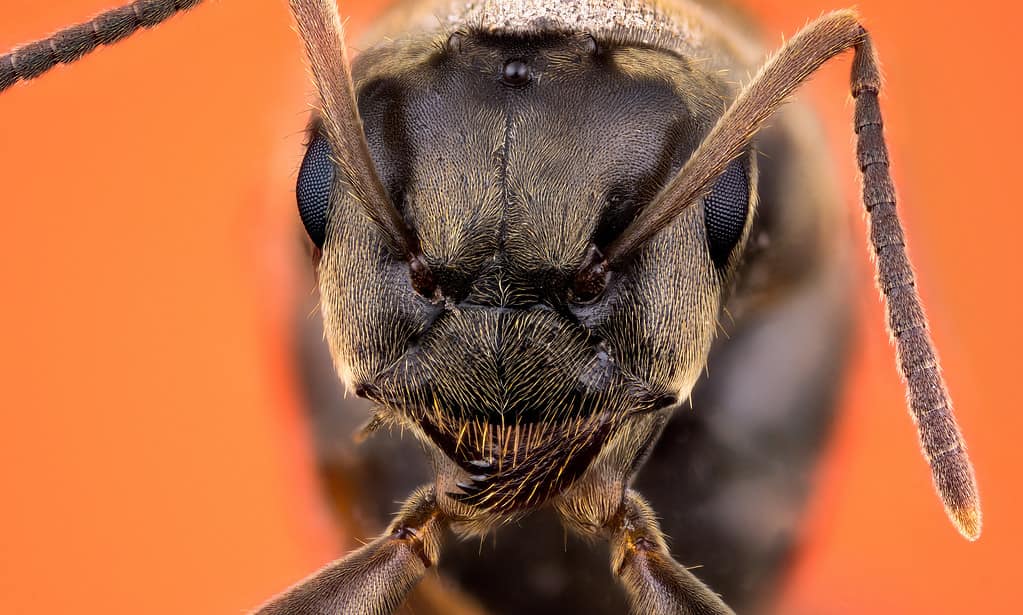Head of ant