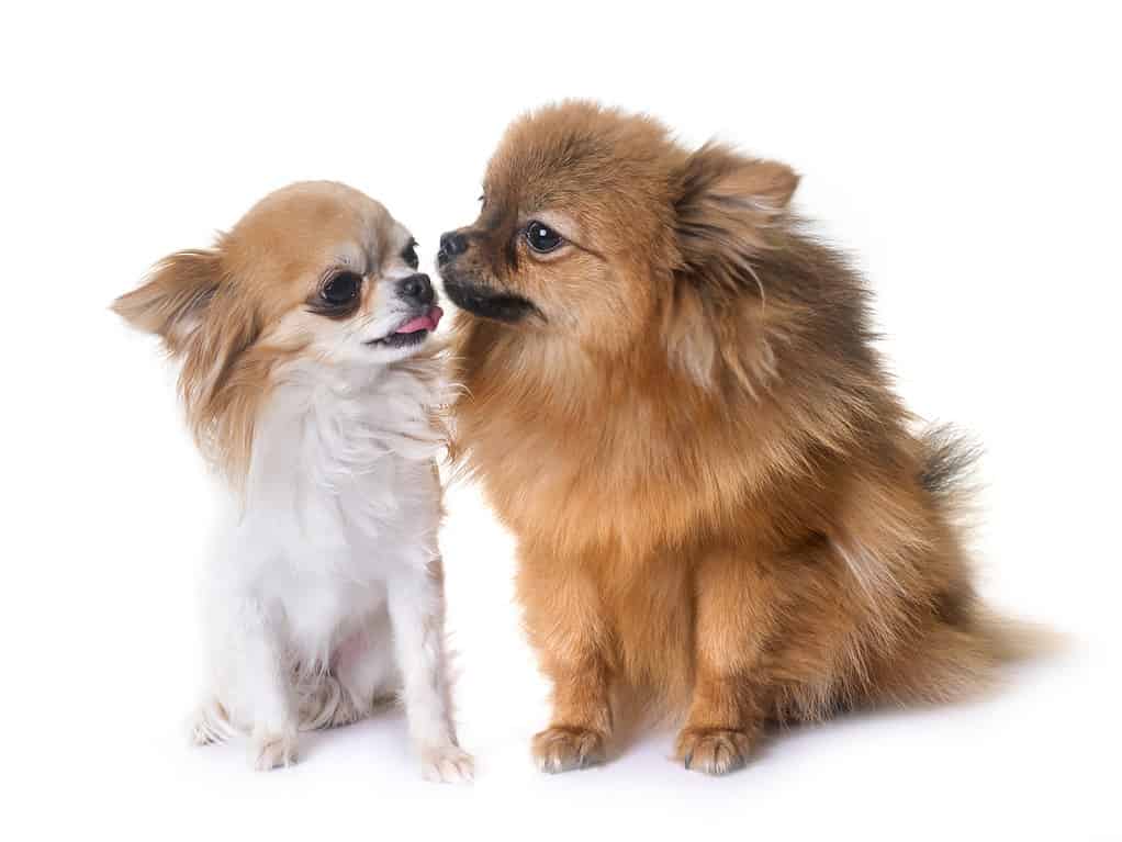 Pomeranian and Chihuahua