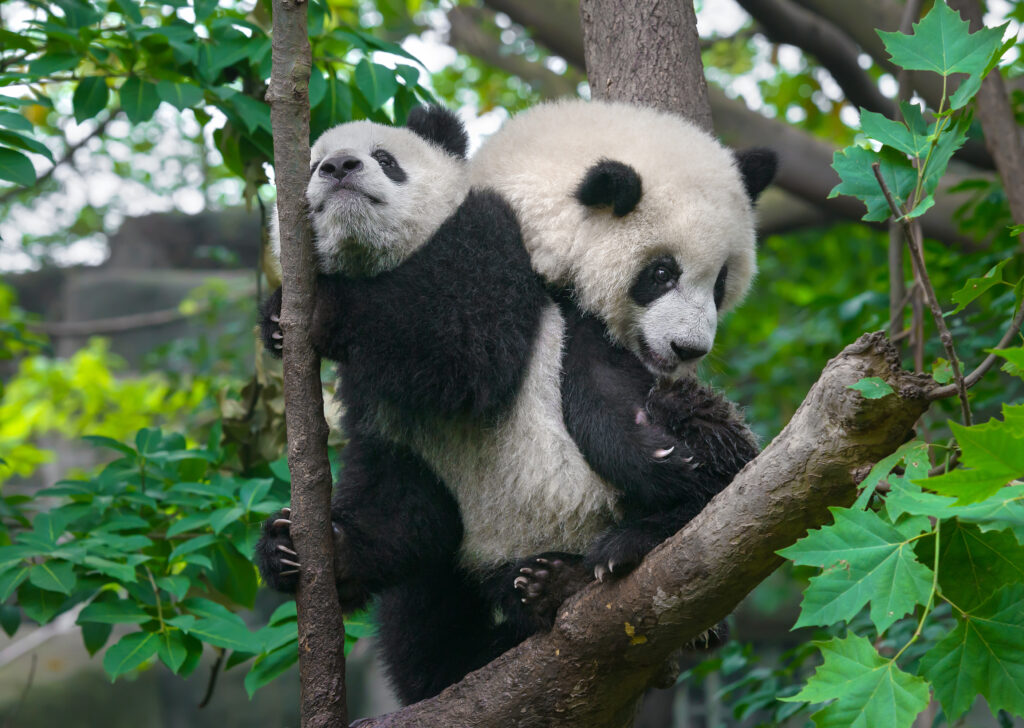 Giant panda bears in forest tree
