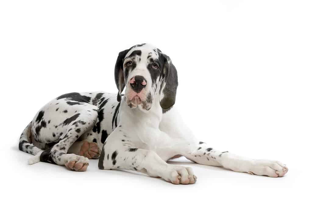 Harlequin Great Dane