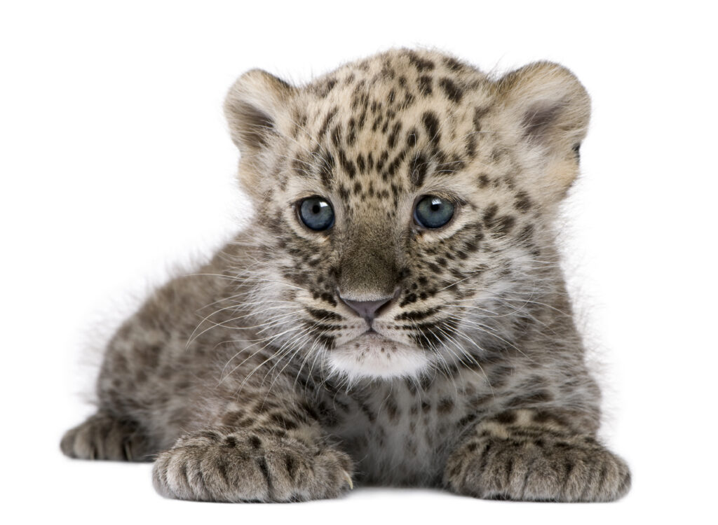 Baby leopard on a white background