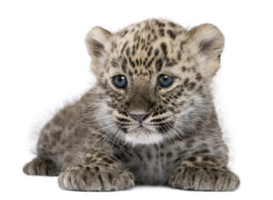 8 Facts About Baby Leopards Picture