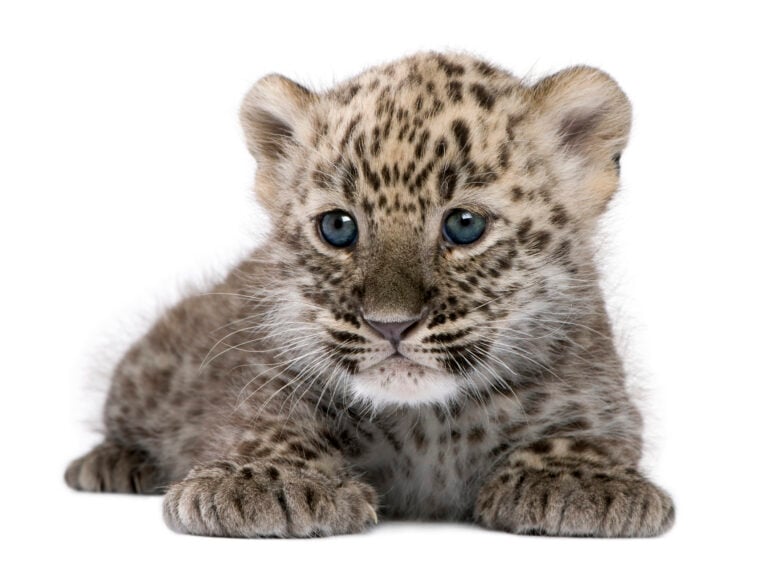 Baby leopard on a white background
