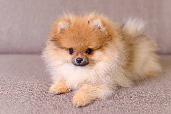 Adorable fluffy Pomeranian puppy lying on the couch.