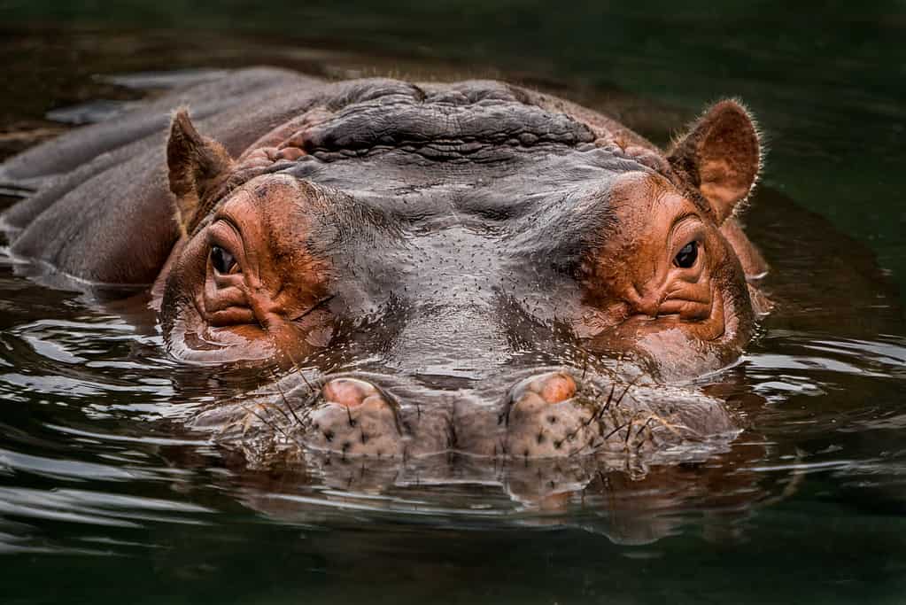 Frontal Portrait of Hippo Partially Submerged Under Water