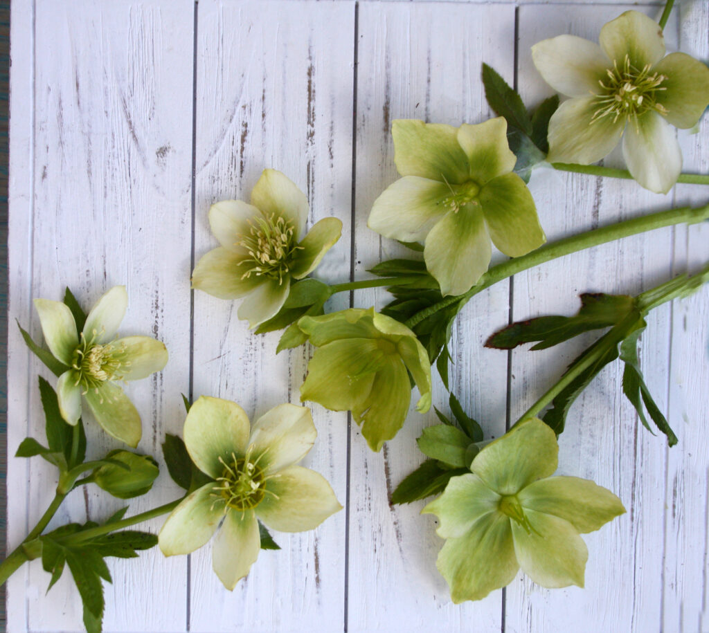 green gambler hellebore on a white wood background