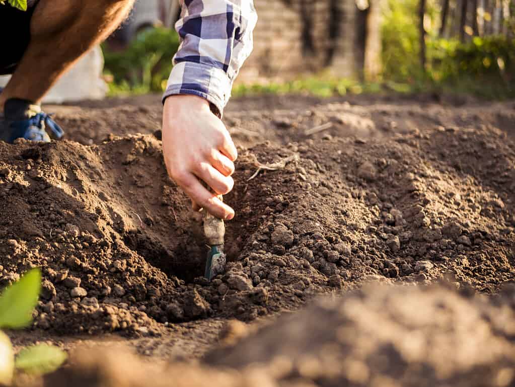 Preparing garden bed for planting