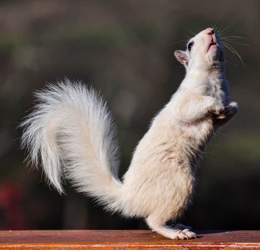 Squirrel, White Color, Animal, Arid Climate, Color Image