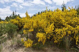 Discover Why Invasive Plants Are Costing California a Staggering $82 Million Per Year Picture