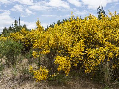A Discover Why Invasive Plants Are Costing California a Staggering $82 Million Per Year