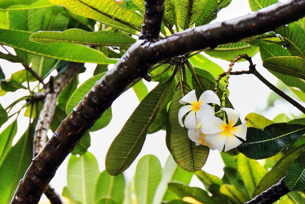 Sacuanjoche, the national flower of Nicaragua
