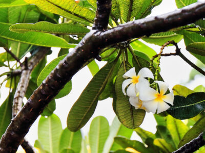 A Discover The National Flower of Nicaragua: The Sacuanjoche