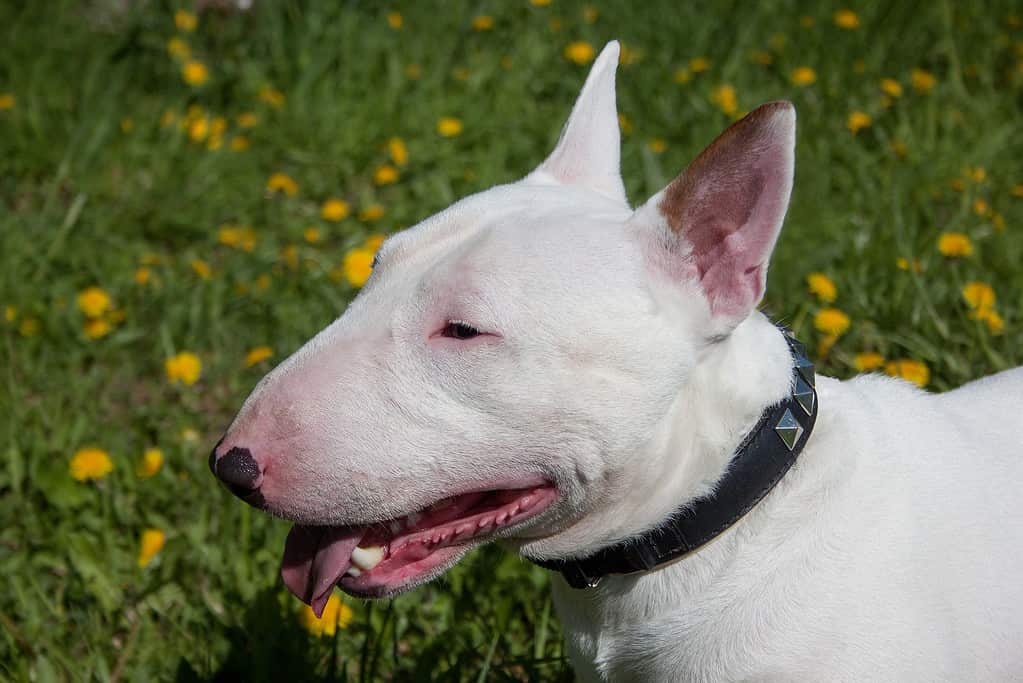 English bull terrier