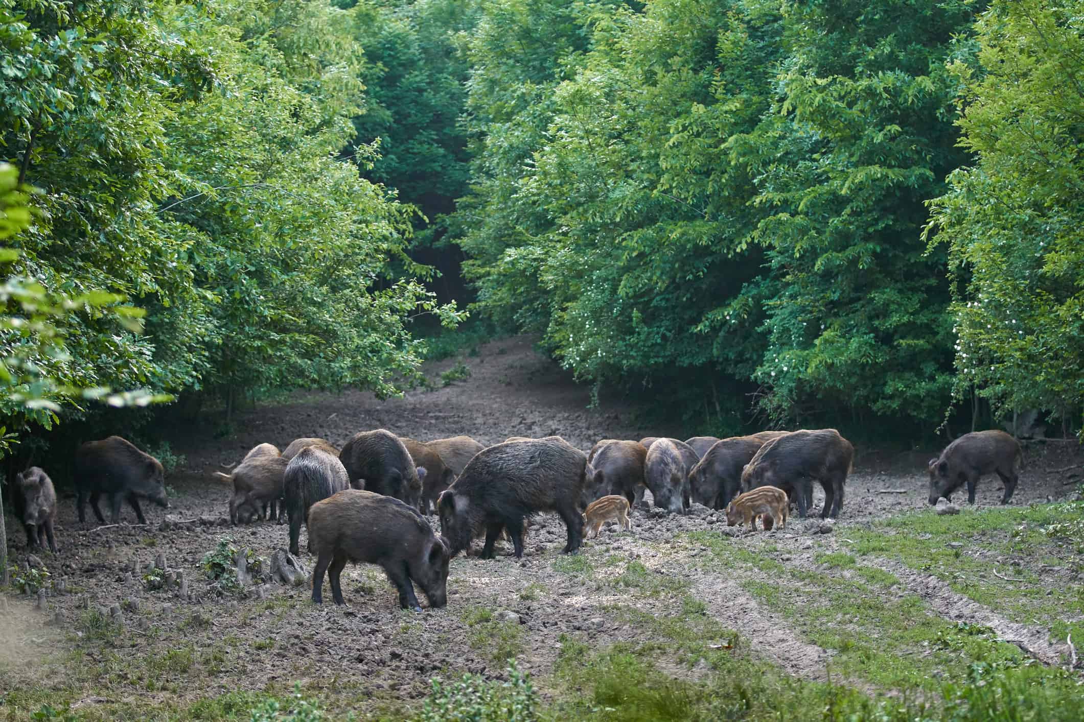 Herd of wild hogs