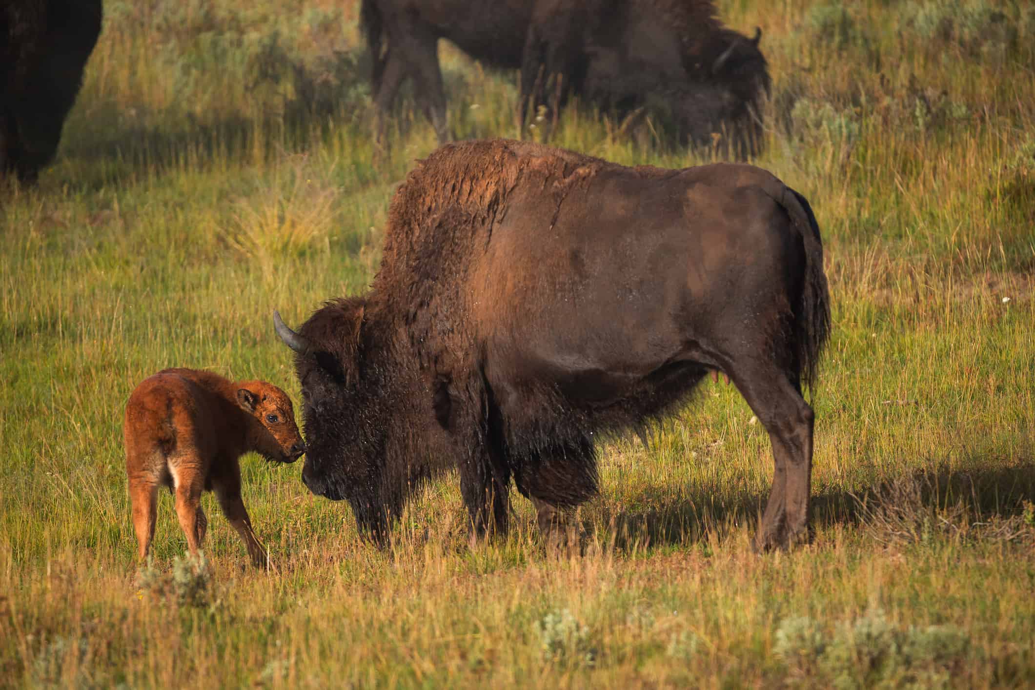 Bison with young calf