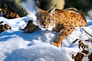 Can Lynx Cats Be Pets? photo