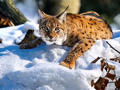 A Lynx Quiz: Test What You Know About These Wild Cats!