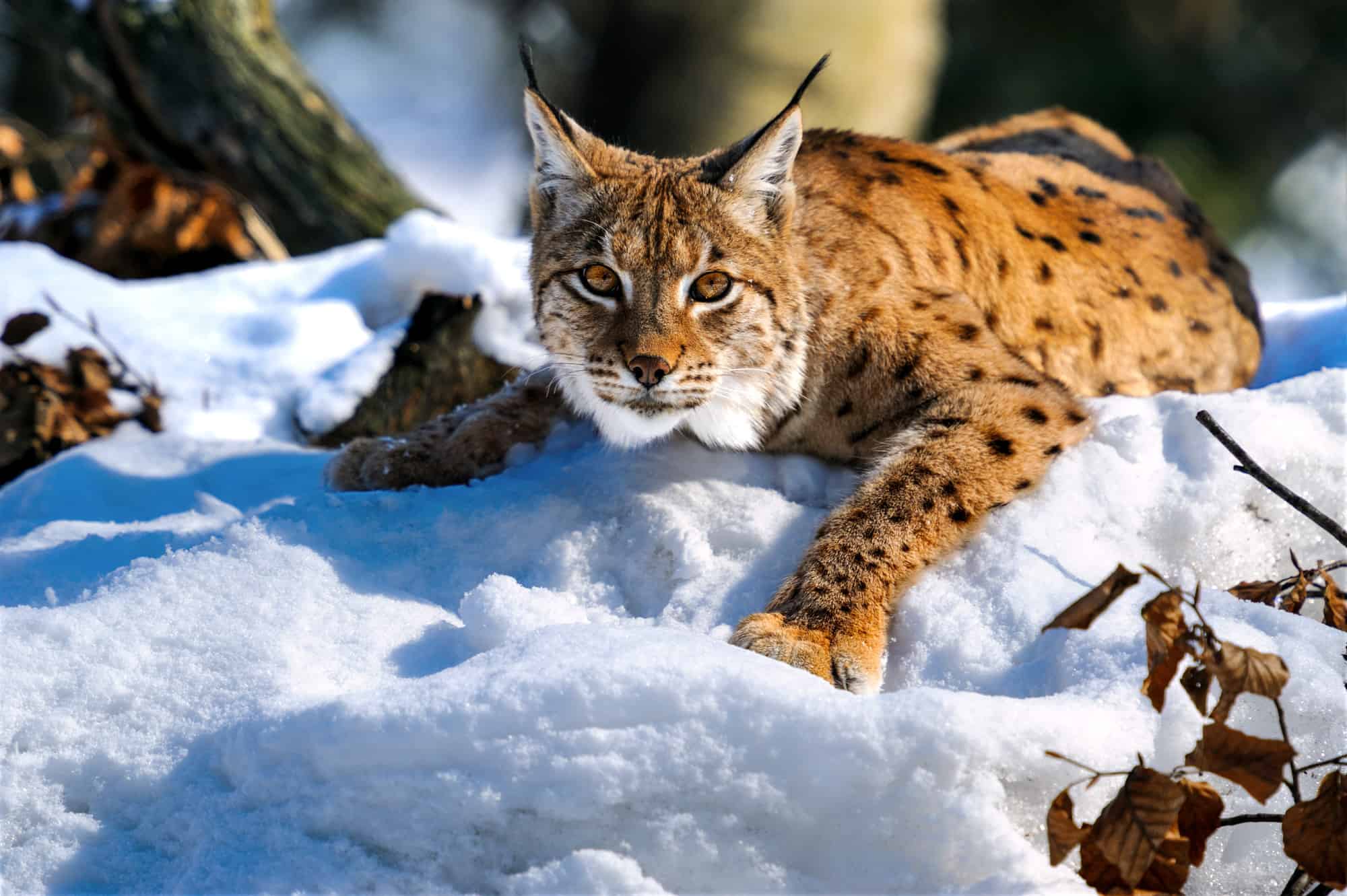 Can Lynx Cats Be Pets? AZ Animals