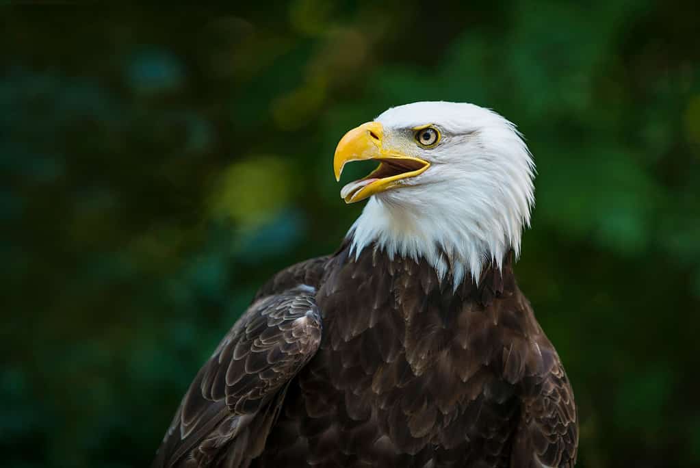 Bald eagles can be a reminder to seek out ancient wisdom