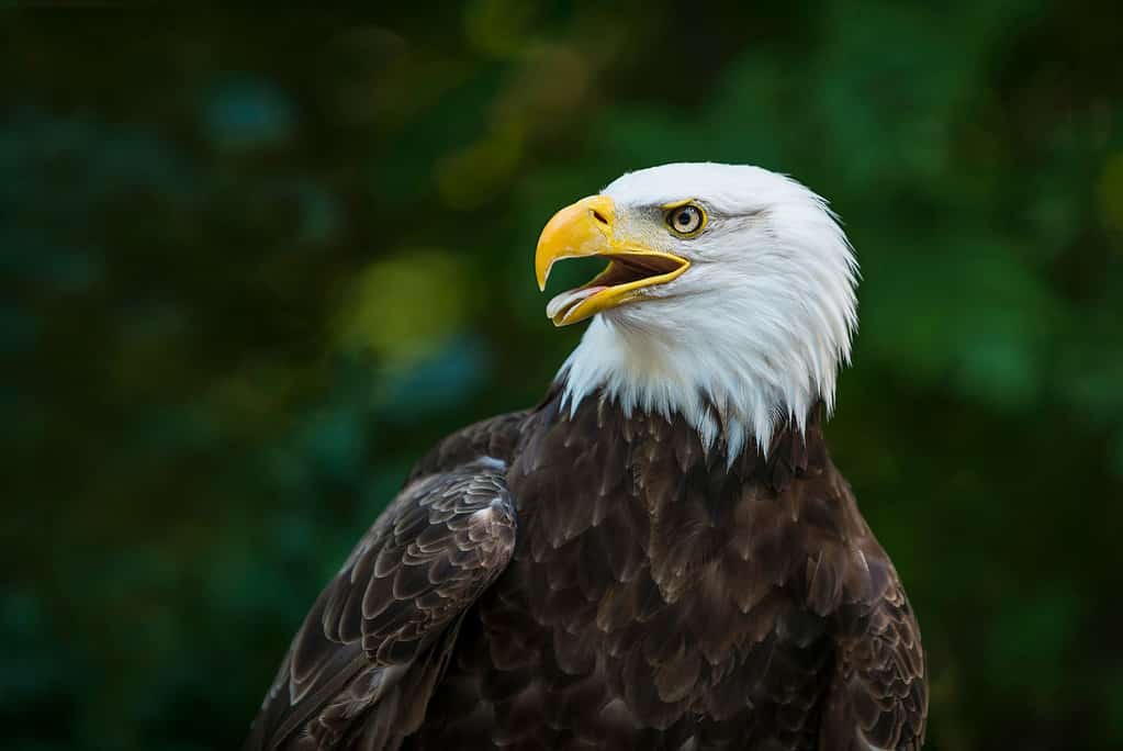 Phoenix - Arizona, Bird, Zoo, American Culture, Animal Wildlife