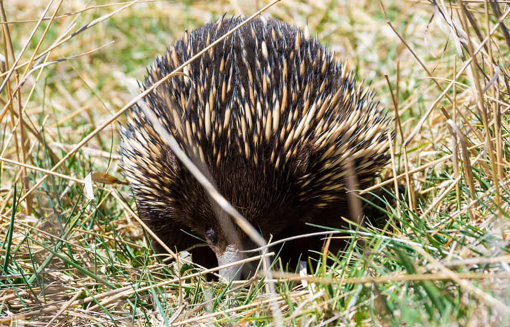 Animal, Animal Wildlife, Australia, Beauty, Bizarre