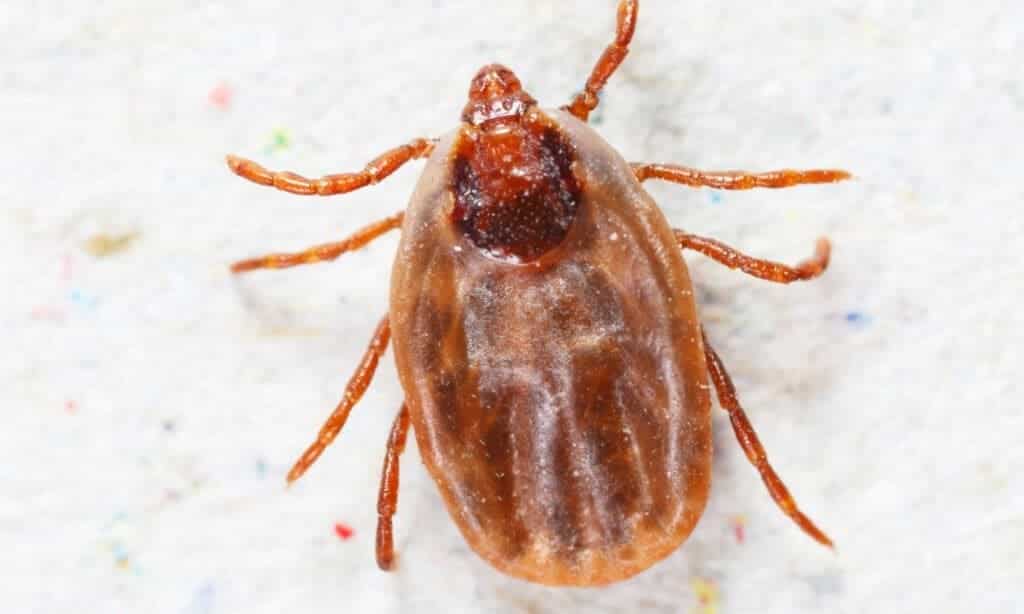 female rhipicephalus sanguineus