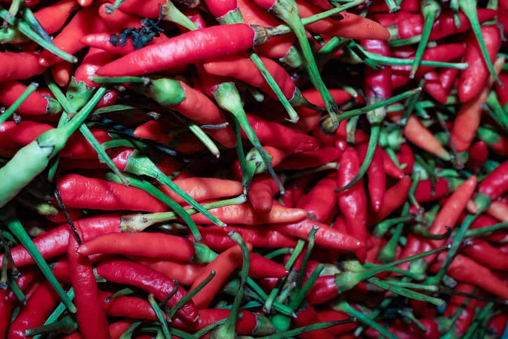 Bunch of Malagueta peppers
