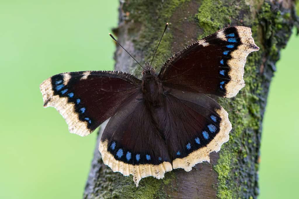 Mourning cloak butterfly on tree bark