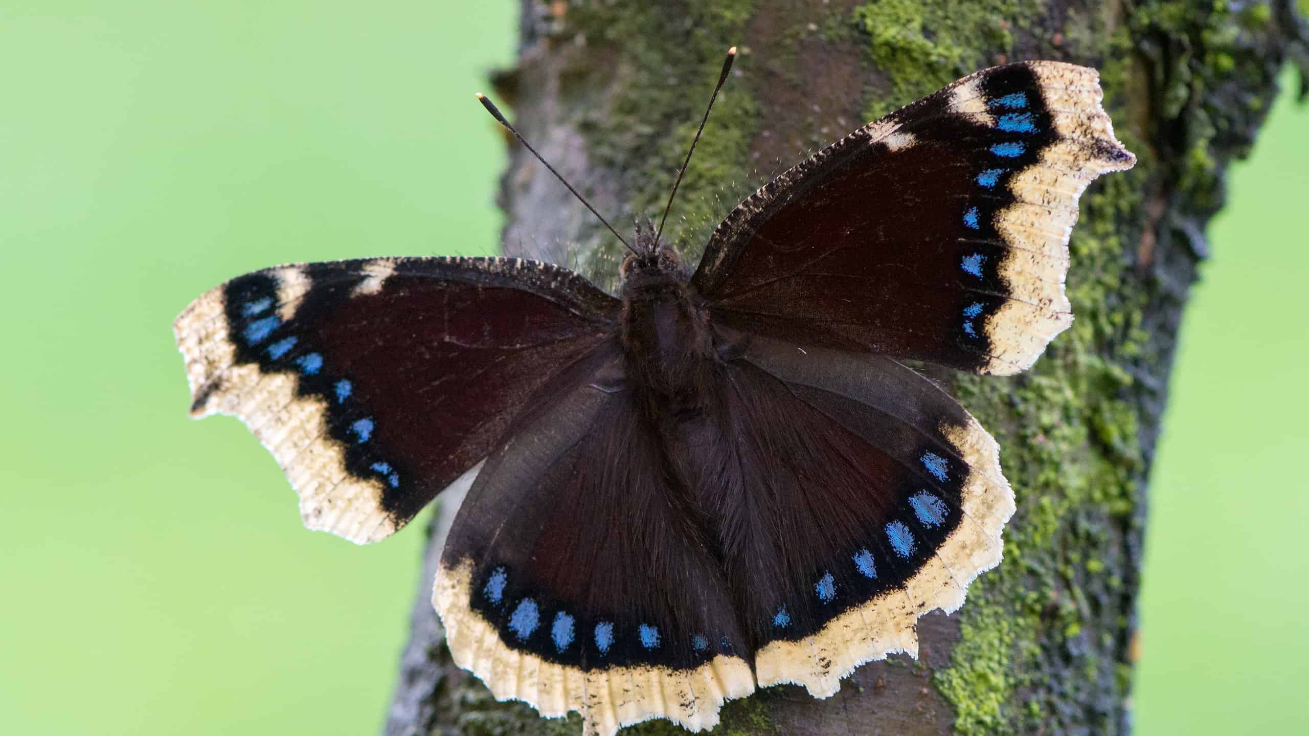 Mourning cloak butterfly on tree bark