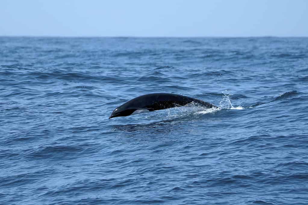 Northern right whale breaches in water