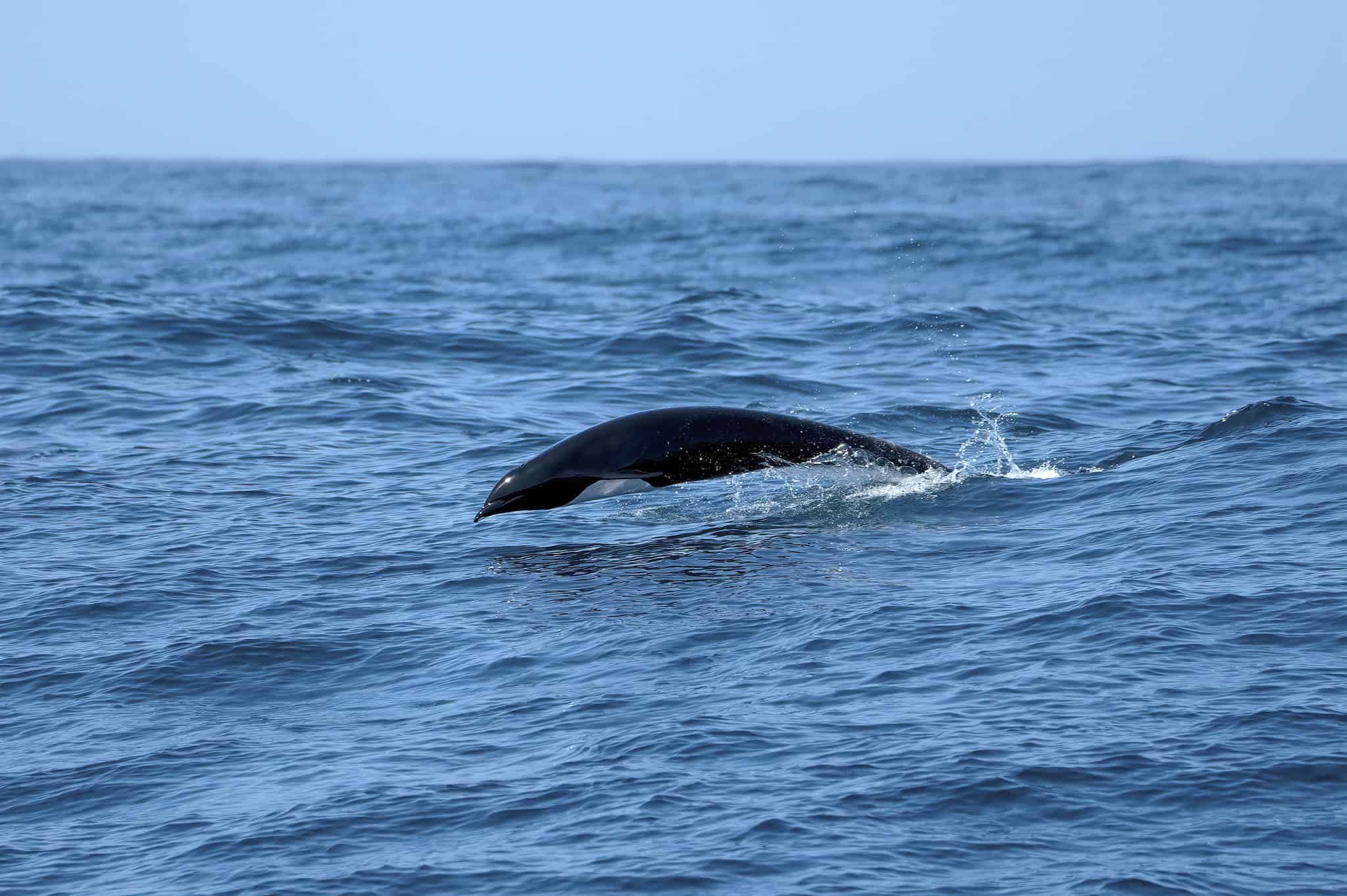 The 18 Best Places to Whale Watch on the U.S. East Coast - A-Z Animals