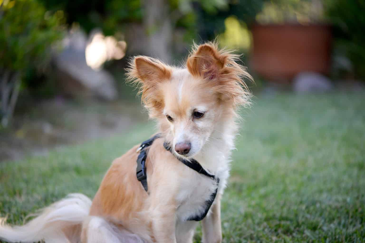 Papillon Mix Animal Facts - Canis lupus familiaris - A-Z Animals