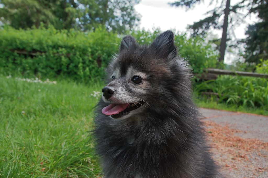 Black and grey Pomeranian papillon mix in park