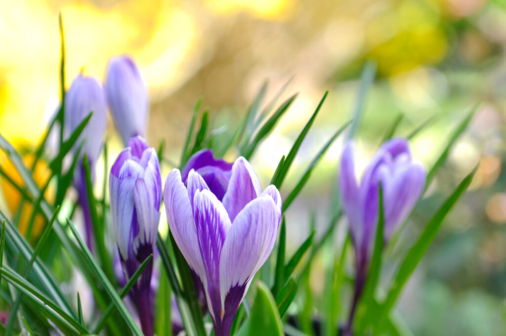 Purple crocuses in the gras