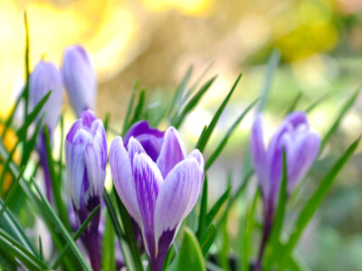 A Timing is Everything: When to Plant Crocus Bulbs for a Beautiful Spring Garden