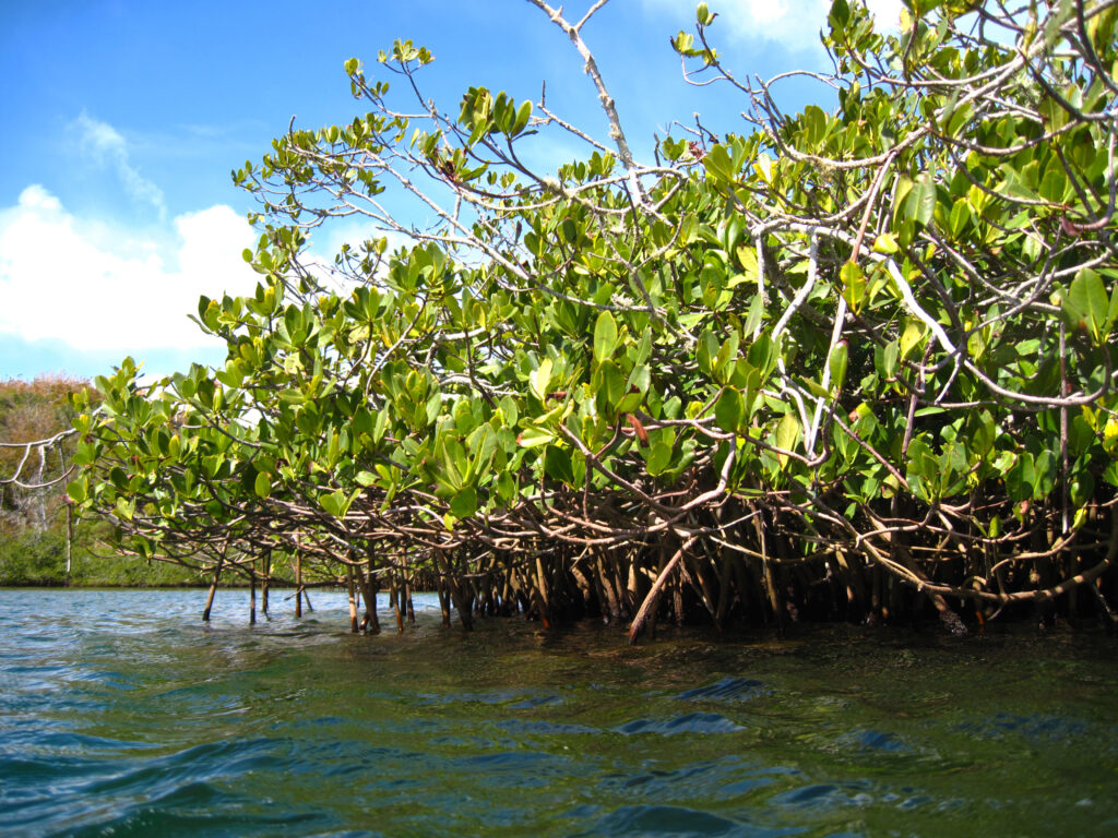 Red mangrove trees growing out of the water in Bermuda