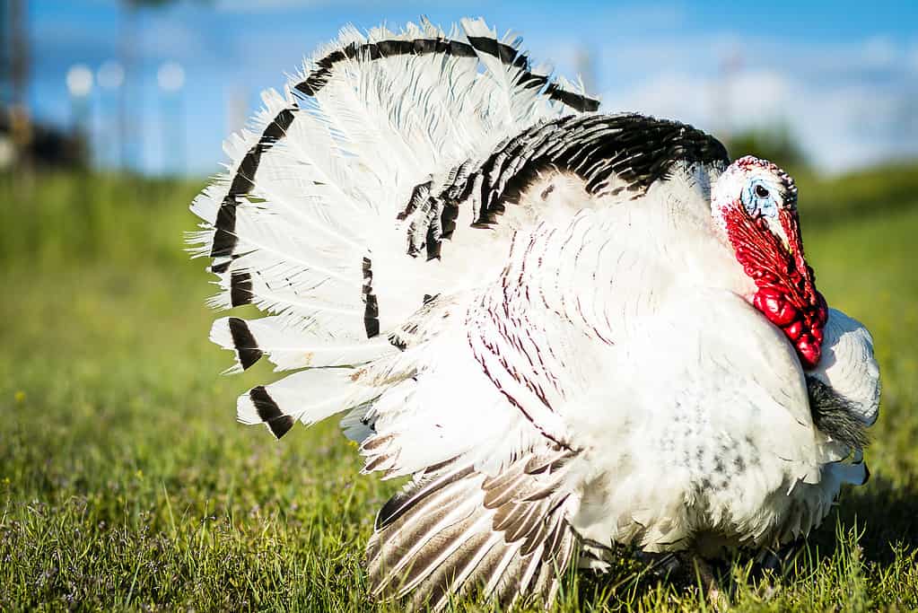 Royal palm turkey in a field