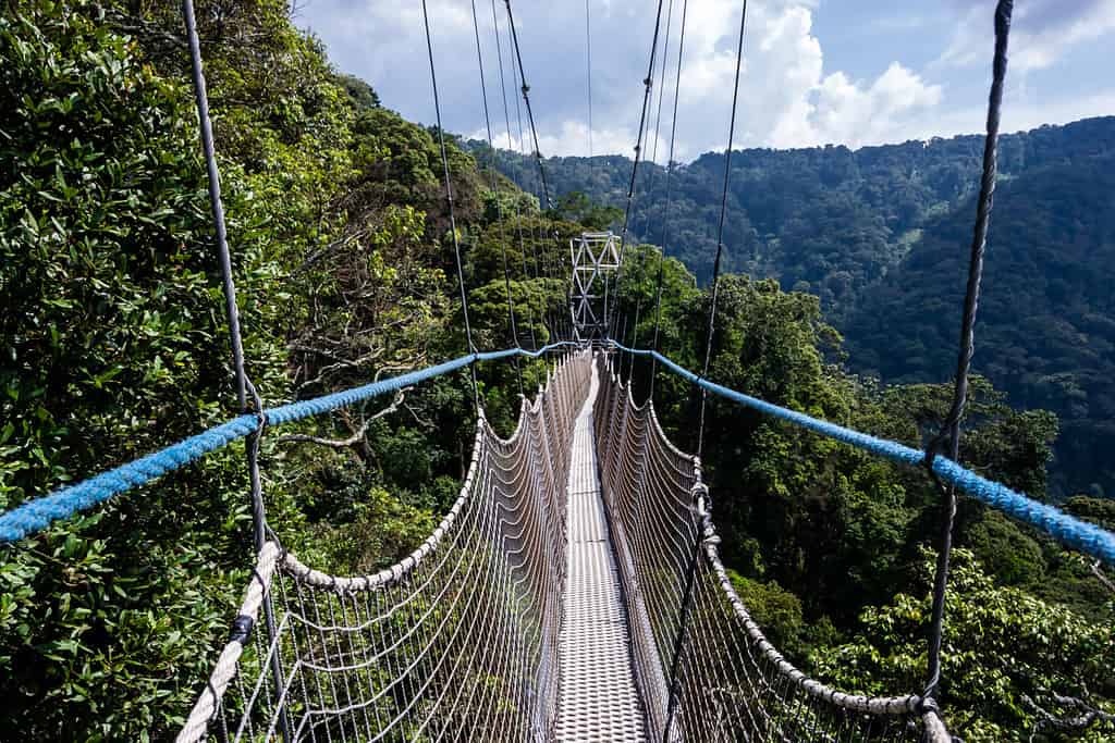 Walkway canopy tour, bridge in the rain forest, Rwanda, Nyungwe National park