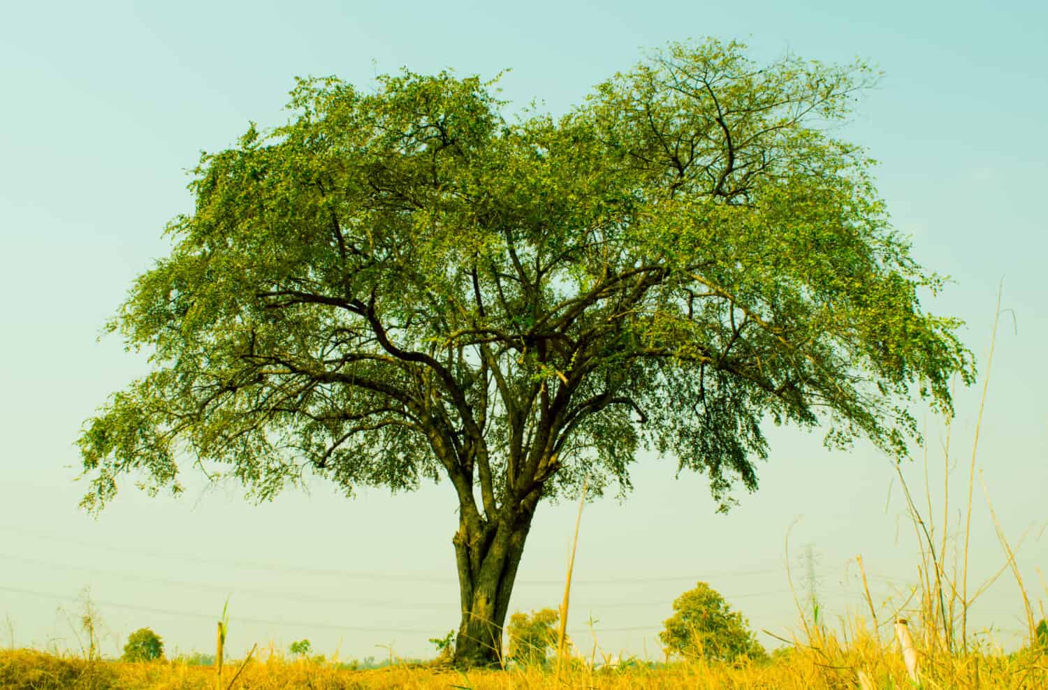 Indian Jujube tree growing up on the roadside in the countryside of Thailand,local fruit, sour and sweet, 