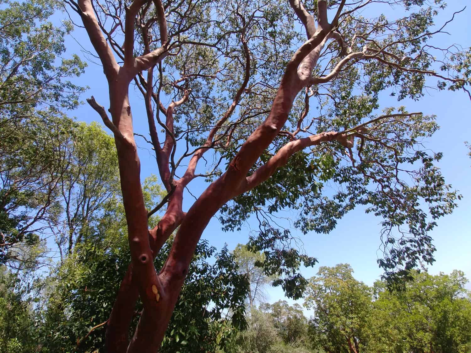 Strawberry tree - Arbutus andrachne - graws on the hillside in the north of Israel.