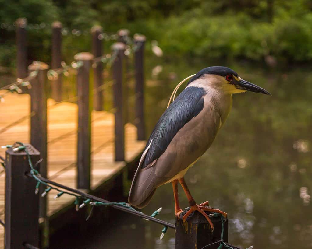 Night Heron perched on a fence with Bokeh background. Taken in Brookgreen Gardens, South Carolina.