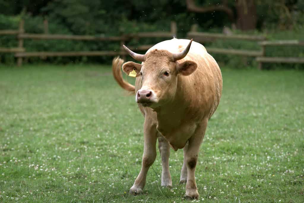 Glan cattle. Glan cattle are a traditional cattle breed particularly found in the Rhineland-Palatinate region of Germany