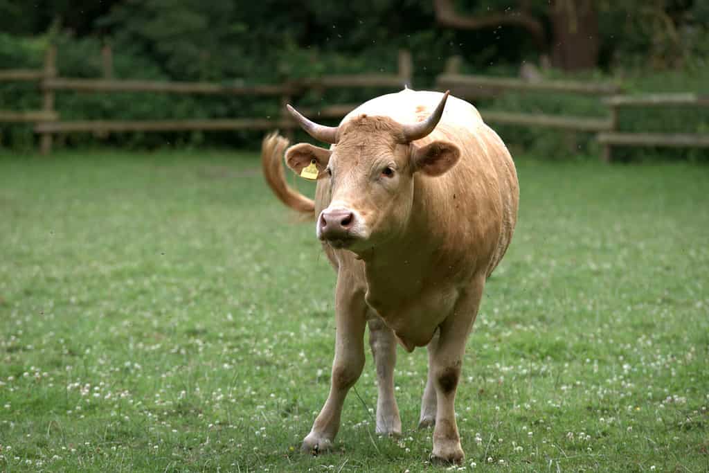 Bovins Glan.  Les bovins Glan sont une race bovine traditionnelle que l'on trouve en particulier dans la région de Rhénanie-Palatinat en Allemagne.