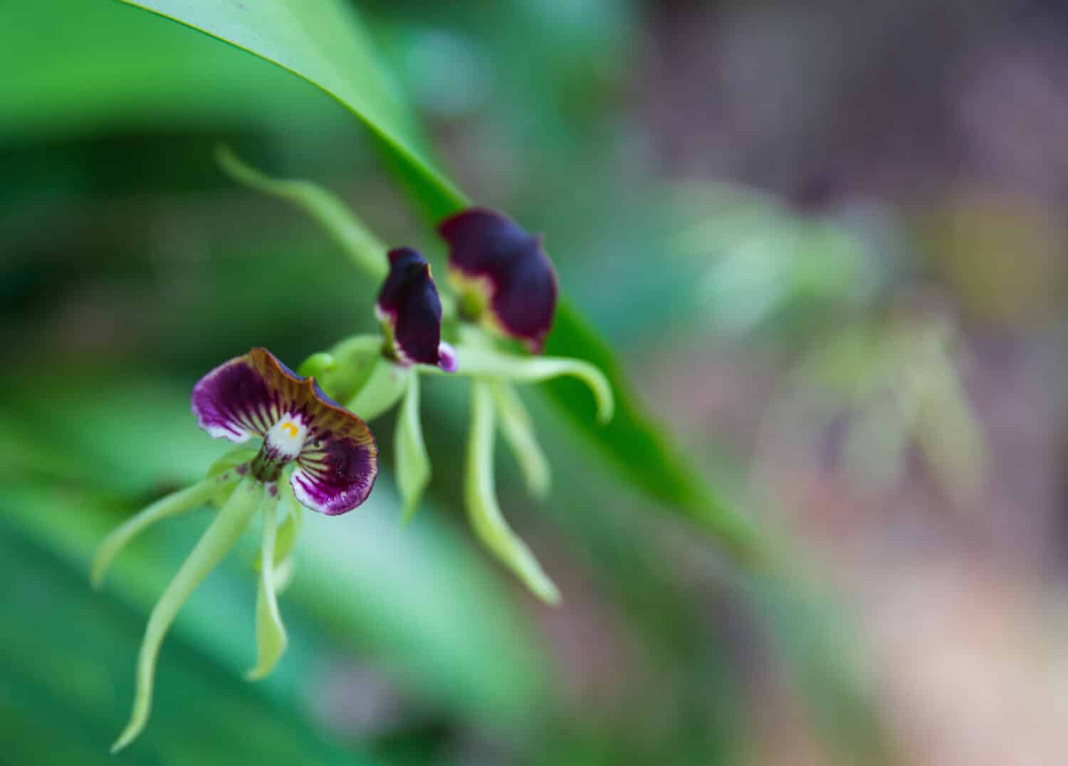 Belize National Flower - the Black Orchid