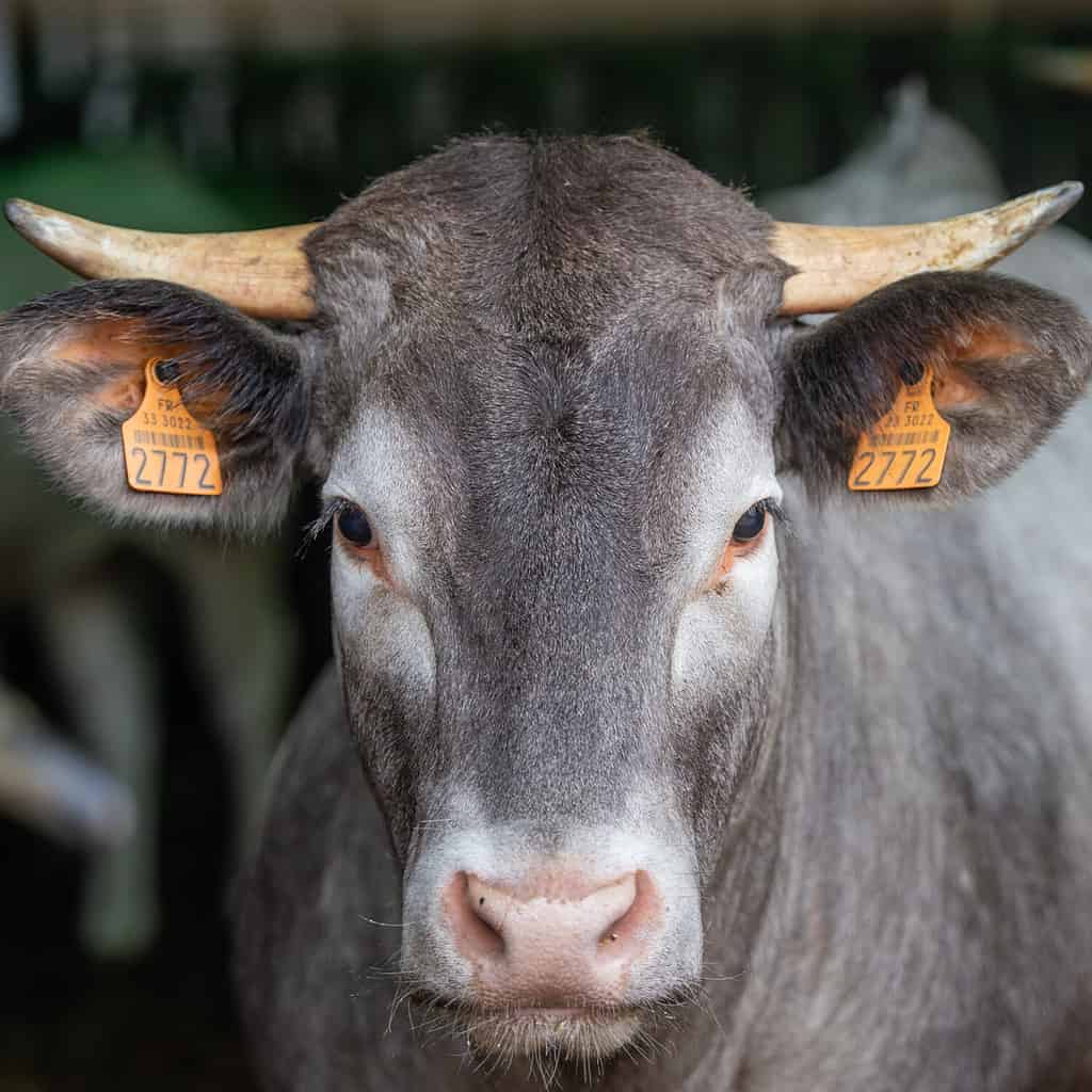 Portrait de vache et veau Bazadaise dans une ferme, Gironde, France