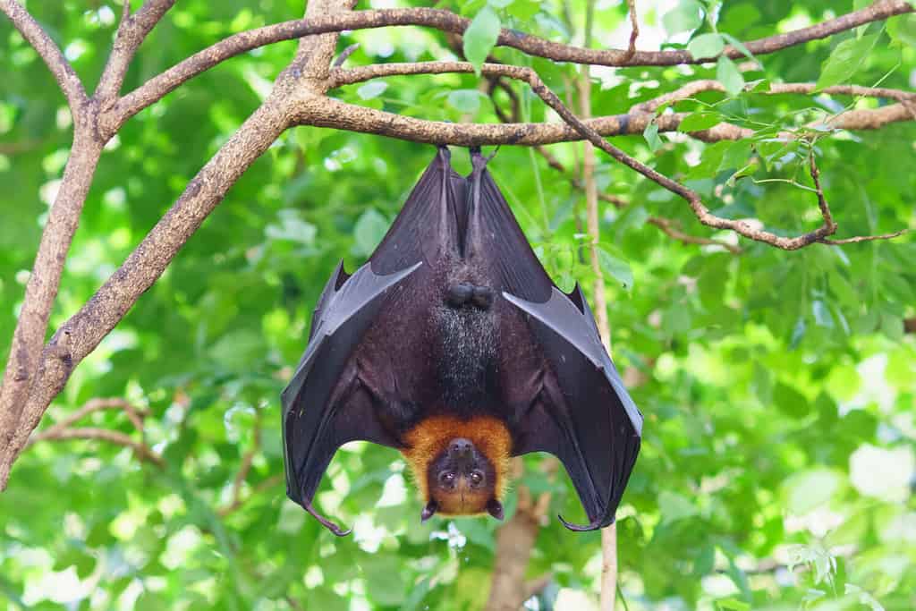 fruit bat hanging on tree in forest. Lyle's flying fox.
