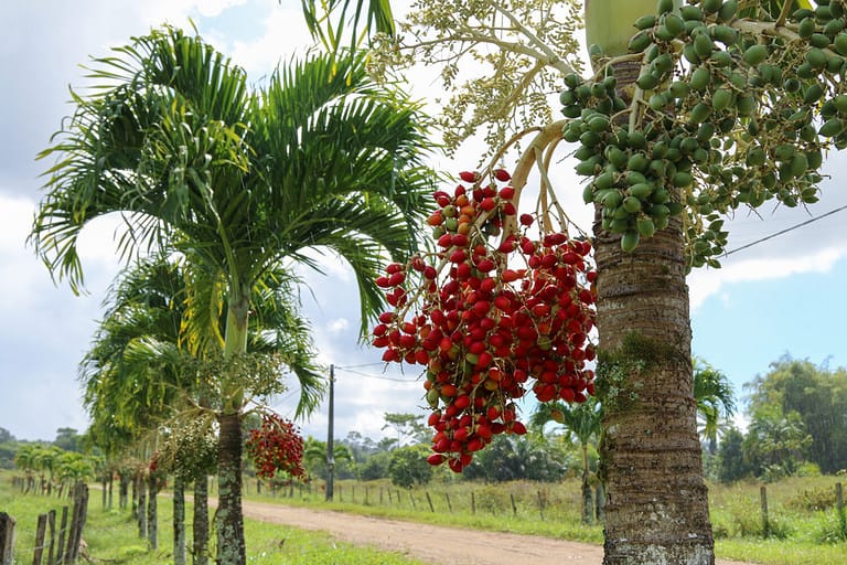 Manila palm or Christmas palm tree